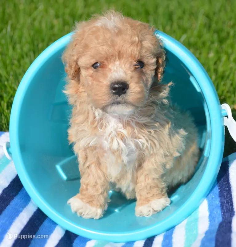Max Maltipoo ML1 – Maltipoo puppy for sale in Kendallville, IN