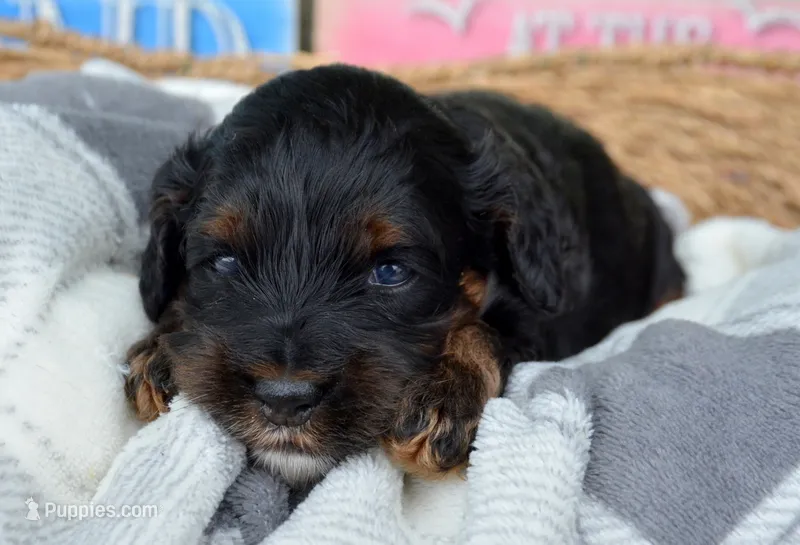 Ariel Mini Cockapoo F2 – Cockapoo puppy for sale in Kendallville, IN