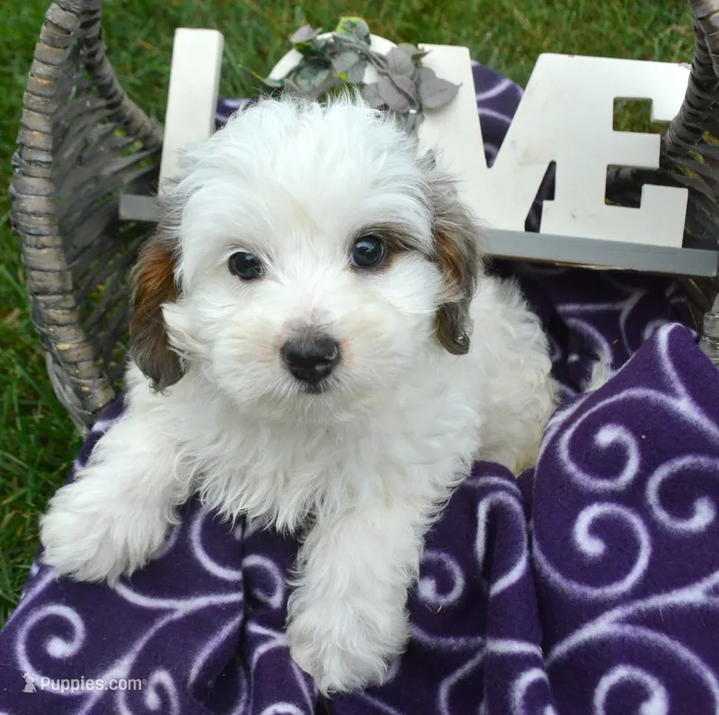 Brooke MBD ML2 – Bernedoodle puppy for sale in Kendallville, IN