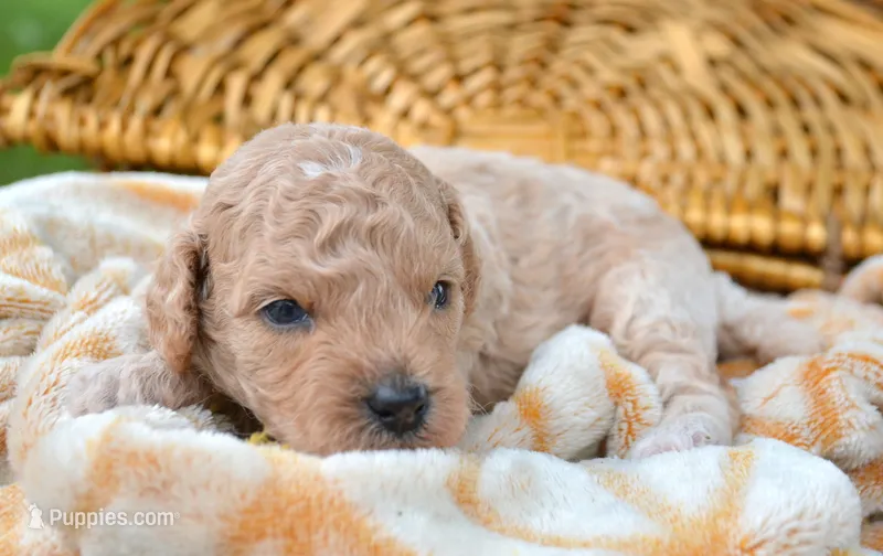 Colin Cavapoo ML 3-3  – Cavapoo puppy for sale in Kendallville, IN