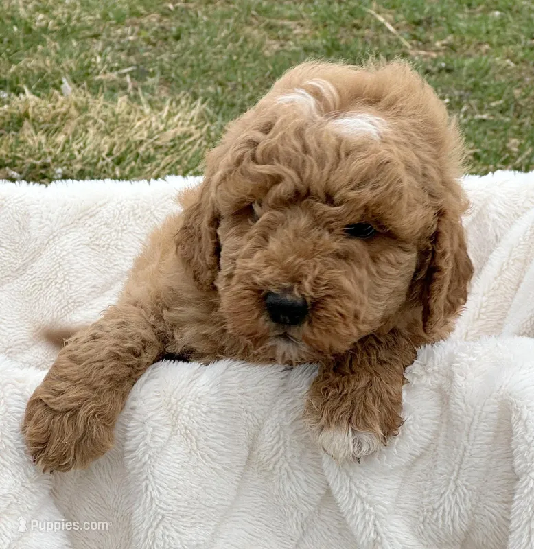 Dino Micro GD ML2-1 – Miniature Goldendoodle puppy for sale in Kendallville, IN