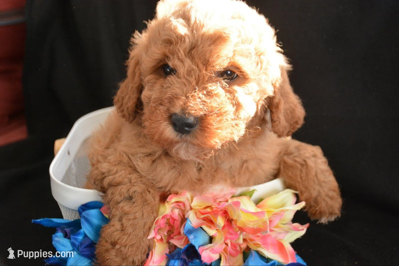 Dino Micro GD ML2-1 – Miniature Goldendoodle puppy for sale in Kendallville, IN