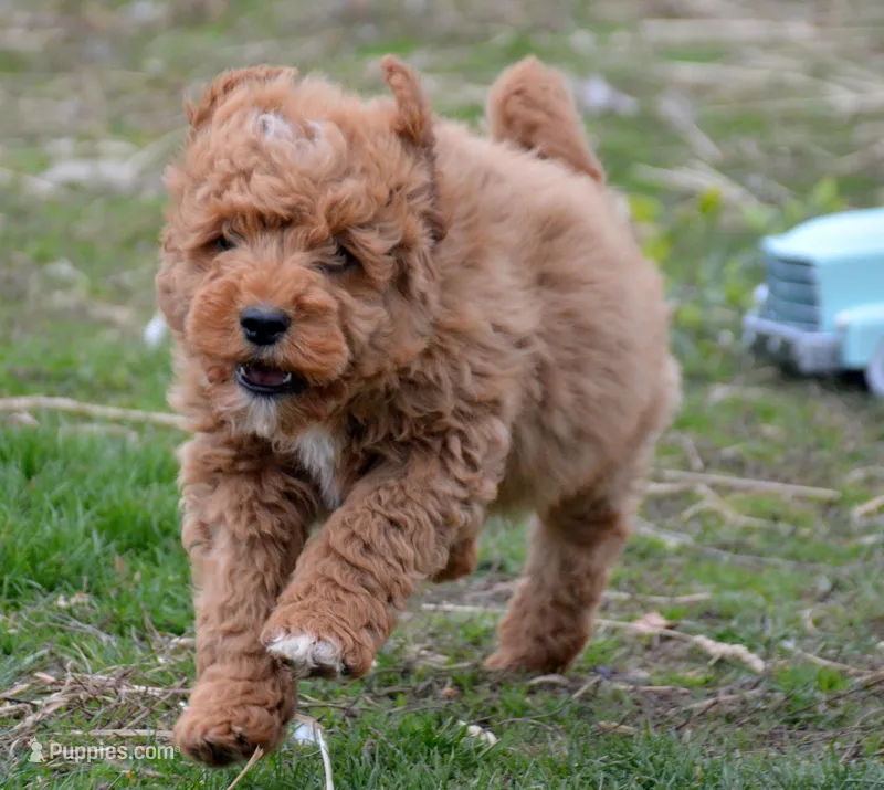 Dino Micro GD ML2-1 – Miniature Goldendoodle puppy for sale in Kendallville, IN