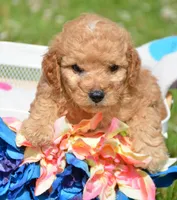 Cody Cavapoo M2, a male Cavapoo for sale in Kendallville, IN – 3 of 8