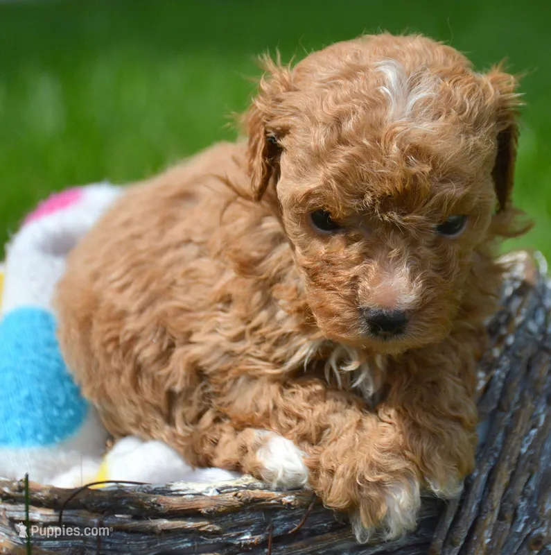 Mindi Maltipoo Fm 3 – Maltipoo puppy for sale in Kendallville, IN