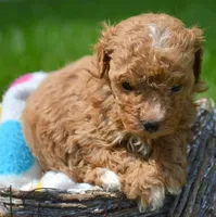 Mindi Maltipoo Fm 3, a female Maltipoo for sale in Kendallville, IN – 1 of 2