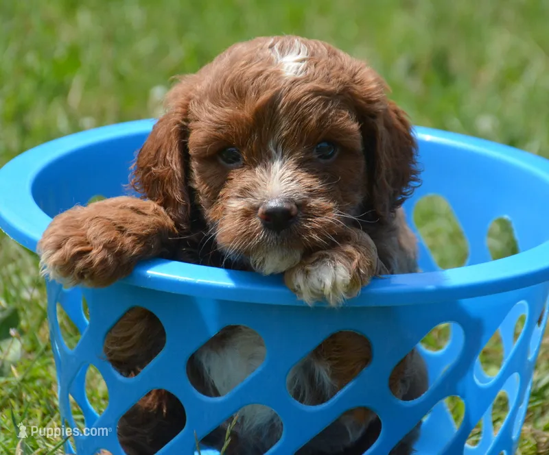 Coco Cavapoo M4 – Cavapoo puppy for sale in Kendallville, IN