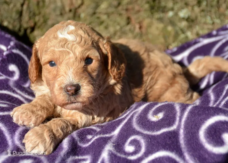 Cain Cavapoo ML3-1 – Cavapoo puppy for sale in Kendallville, IN
