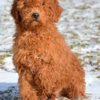 Prancer Micro GD ML 1, a male Miniature Goldendoodle for sale in Kendallville, IN – Photo 1 of 5