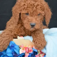 Prancer Micro GD ML 1, a male Miniature Goldendoodle for sale in Kendallville, IN – Photo 5 of 5