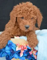Prancer Micro GD ML 1, a male Miniature Goldendoodle for sale in Kendallville, IN – Photo 4 of 4