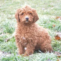 Prancer Micro GD ML 1, a male Miniature Goldendoodle for sale in Kendallville, IN – Photo 2 of 4