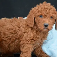 Prancer Micro GD ML 1, a male Miniature Goldendoodle for sale in Kendallville, IN – Photo 4 of 5