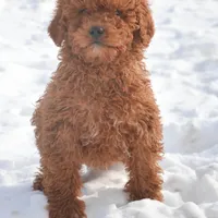 Prancer Micro GD ML 1, a male Miniature Goldendoodle for sale in Kendallville, IN – Photo 2 of 5