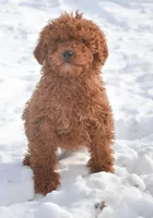 Prancer Micro GD ML 1, a male Miniature Goldendoodle for sale in Kendallville, IN – Photo 1 of 4