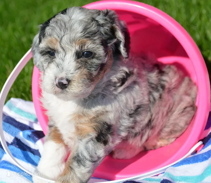 Bailey Micro Bernedoodle – Bernedoodle puppy for sale in Kendallville, IN