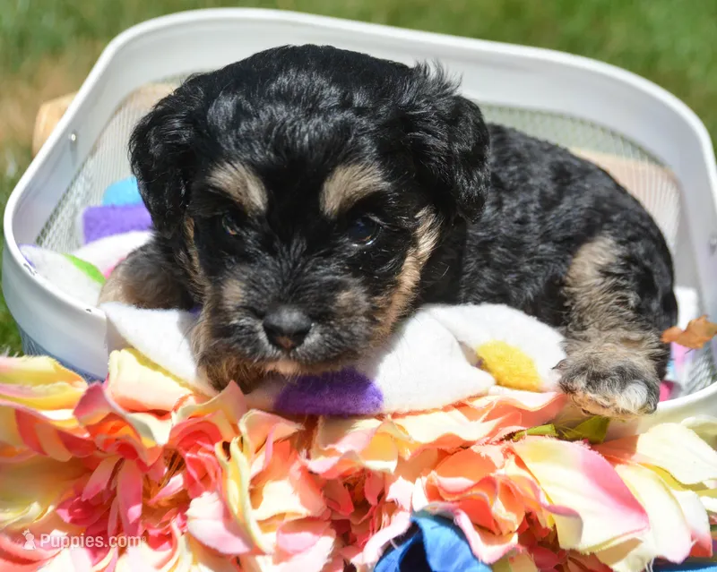 Britney MBD FM5 – Bernedoodle puppy for sale in Kendallville, IN