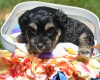 Britney MBD FM5, a male Bernedoodle for sale in Kendallville, IN – 4 of 8