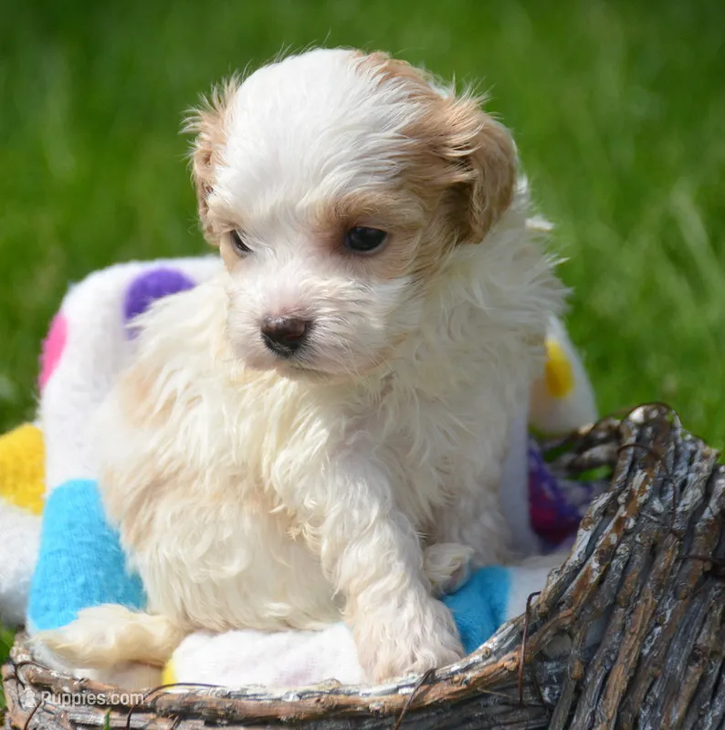 Mable Maltipoo Fm 2 – Maltipoo puppy for sale in Kendallville, IN