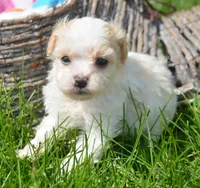 Maxine Maltipoo Fm 4, a female Maltipoo for sale in Kendallville, IN – 2 of 2