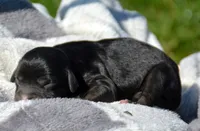 Cher Cav Fm 4-4, a female Cavapoo for sale in Kendallville, IN – 2 of 2