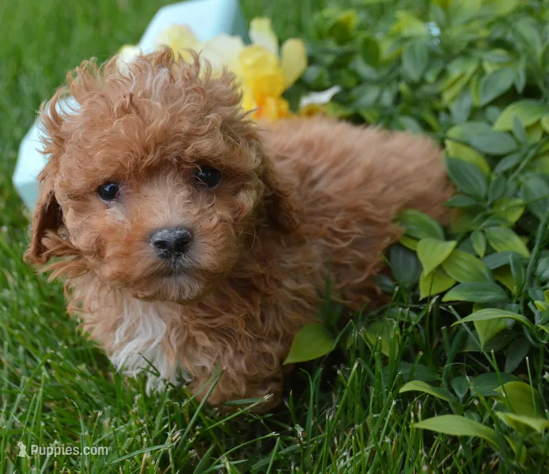Maddie Maltipoo Fm 5 – Maltipoo puppy for sale in Kendallville, IN