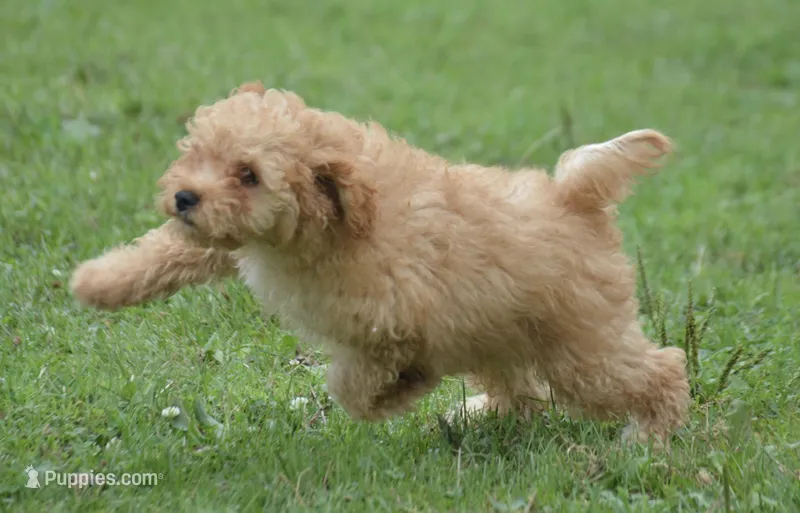 Cody Cavapoo M2 – Cavapoo puppy for sale in Kendallville, IN