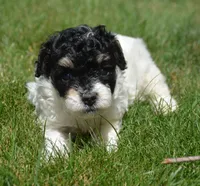 Betty MBD FM4, a male Bernedoodle for sale in Kendallville, IN – 3 of 8