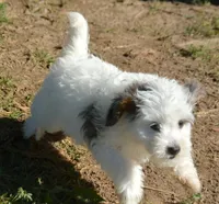 Brooke MBD ML2, a female Bernedoodle for sale in Kendallville, IN – 2 of 2
