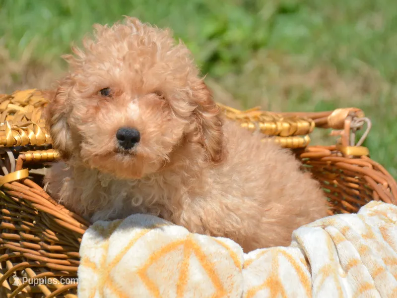 Cody Cavapoo M2 – Cavapoo puppy for sale in Kendallville, IN