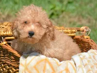 Cody Cavapoo M2, a male Cavapoo for sale in Kendallville, IN – 1 of 10