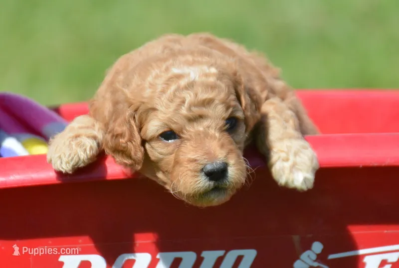 Cody Cavapoo M2 – Cavapoo puppy for sale in Kendallville, IN
