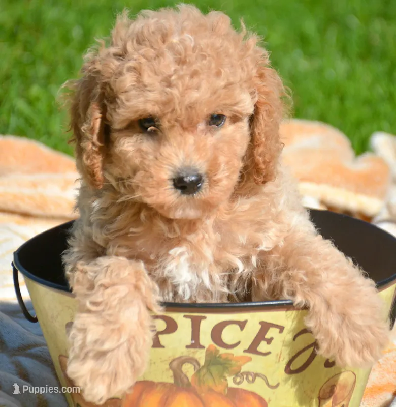 Colin Cavapoo ML 3-3  – Cavapoo puppy for sale in Kendallville, IN
