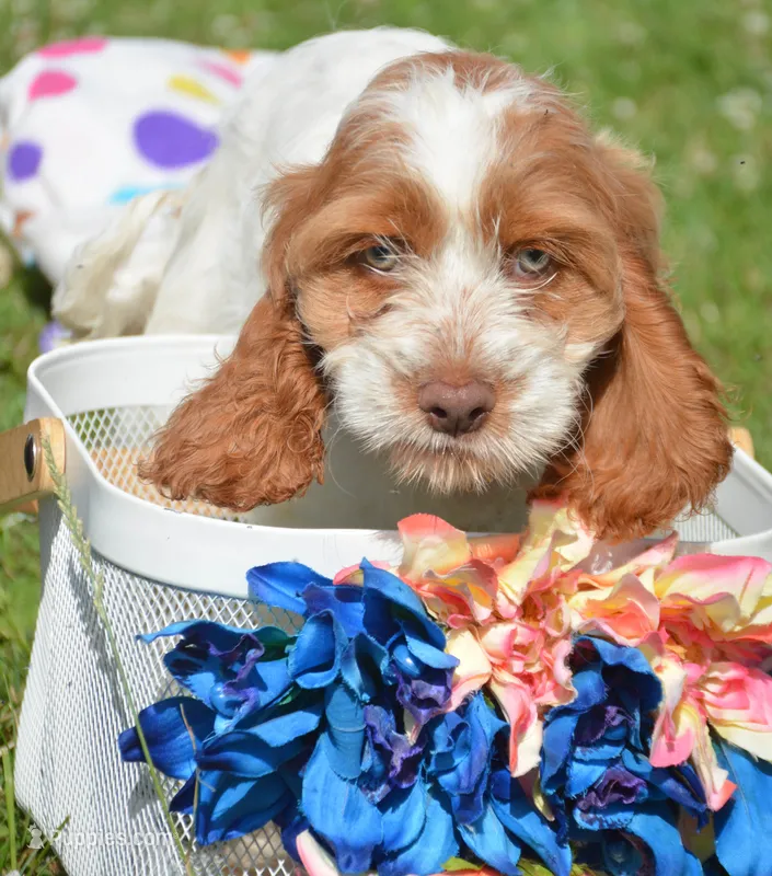 Cari Mini CP F3 – Cockapoo puppy for sale in Kendallville, IN