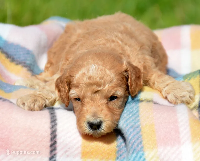 Chris Cavapoo M2 – Cavapoo puppy for sale in Kendallville, IN