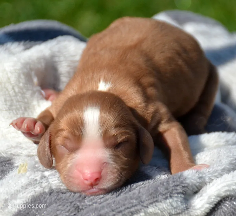 Cash Cav Ml 4-2 – Cavapoo puppy for sale in Kendallville, IN