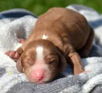 Cash Cav Ml 4-2, a male Cavapoo for sale in Kendallville, IN – 1 of 2