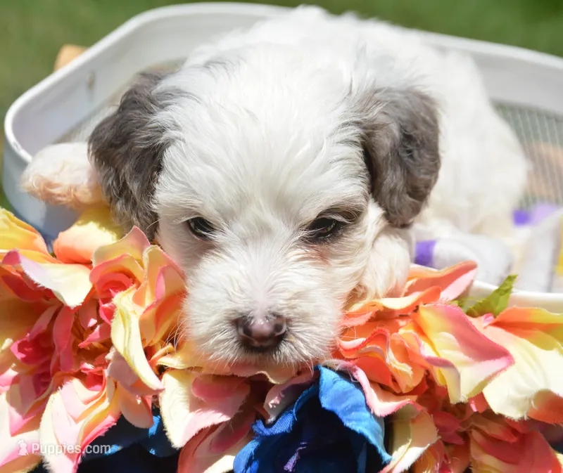 Brooke MBD FM6 – Bernedoodle puppy for sale in Kendallville, IN