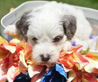 Brooke MBD FM6, a male Bernedoodle for sale in Kendallville, IN – 4 of 8