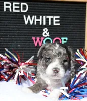 Barkley MBD ML2, a male Bernedoodle for sale in Kendallville, IN – 5 of 8