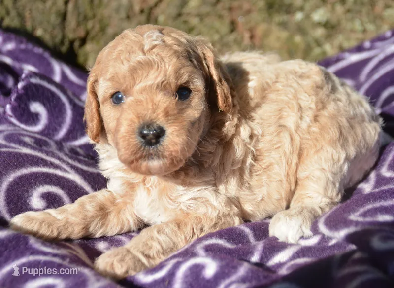 Colin Cavapoo ML 3-3  – Cavapoo puppy for sale in Kendallville, IN