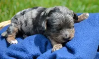 Cain Cavapoo , a male Cavapoo for sale in Kendallville, IN – 2 of 2