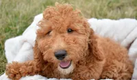 Eva Mini GD FM 2-5, a female Miniature Goldendoodle for sale in Kendallville, IN – Photo 3 of 9