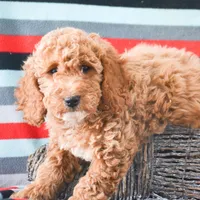 Eva Mini GD FM 2-5, a female Miniature Goldendoodle for sale in Kendallville, IN – Photo 8 of 9