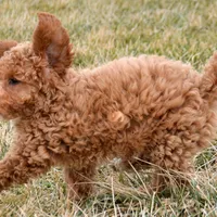 Eva Mini GD FM 2-5, a female Miniature Goldendoodle for sale in Kendallville, IN – Photo 6 of 9