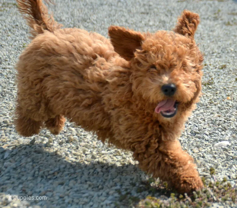 Eva Mini GD FM 2-5 – Miniature Goldendoodle puppy for sale in Kendallville, IN