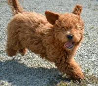 Eva Mini GD FM 2-5, a female Miniature Goldendoodle for sale in Kendallville, IN – Photo 1 of 9