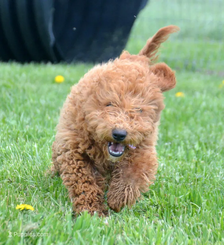Eddie Mini GD M 2-3 – Miniature Goldendoodle puppy for sale in Kendallville, IN