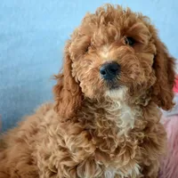 Eva Mini GD FM 2-5, a female Miniature Goldendoodle for sale in Kendallville, IN – Photo 7 of 9