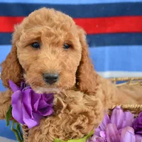 Eva Mini GD FM 2-5, a female Miniature Goldendoodle for sale in Kendallville, IN – Photo 9 of 9